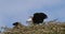 African Fish-Eagle, haliaeetus vocifer, Pair singing at the top of the Tree, Naivasha Lake in Kenya