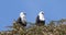 African Fish-Eagle, haliaeetus vocifer, Pair singing at the top of the Tree, Naivasha Lake in Kenya