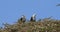 African Fish-Eagle, haliaeetus vocifer, Pair singing at the top of the Tree, Naivasha Lake in Kenya