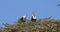 African Fish-Eagle, haliaeetus vocifer, Pair singing at the top of the Tree, Naivasha Lake in Kenya