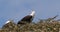 African Fish-Eagle, haliaeetus vocifer, Pair singing at the top of the Tree, Naivasha Lake in Kenya