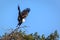 African Fish Eagle, Haliaeetus vocifer, reaches down for its prey in flooded marshland in Okavango