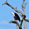 African fish eagle in Kruger National park
