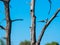 African fish eagle landing on dry tree branch with blue sky