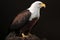 African Fish Eagle, a large bird of prey found throughout sub-Saharan Africa.