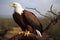African Fish Eagle, a large bird of prey found throughout sub-Saharan Africa.
