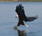 African Fish Eagle at the moment the attack on the prey. Kenya. Tanzania. Safari. East Africa.