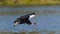 African Fish Eagle at the moment the attack on the prey. Kenya. Tanzania. Safari. East Africa.