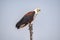 The African Fish Eagle perched on a limb in Botswana Africa