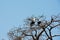 African fish eagle in the Rufiji River, Selous