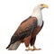 African Fish Eagle Safari Animal on White Background