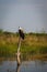 African Fish Eagle searches for prey in flooded marsh