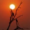 African Fish Eagle Silhouettes