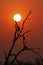 African Fish Eagle Silhouettes