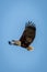 African fish eagle soars in blue sky