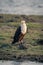 African fish eagle stands on grassy riverbank