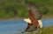 African Fish Eagle take off