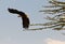 African Fish Eagle taking off