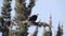 African fish eagle on tree branch