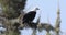 African fish eagle on tree branch