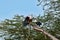 African fish eagles, Lake Naivasha, Kenia.