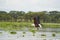 African Fish Sea Eagle Catching Fish Lake Hunting Haliaeetus vocifer