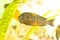 African fish Trophyus Cichlids living in Lake