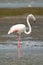 African Flamingo