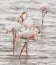 African Flamingoes in Lake Manyara