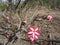 African Flower - Adenium Multiflorum Flower - Kruger National Park