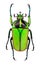 African flower beetle Neptunides polychrous