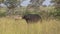 African Forest Buffalo in Pasture of Natural Reserve, African Savanna Safari