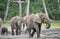 African Forest Elephant, Loxodonta africana cyclotis, of Congo Basin. At the Dzanga saline (a forest clearing) Central African Re