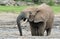 African Forest Elephant, Loxodonta africana cyclotis, of Congo Basin. At the Dzanga saline (a forest clearing) Central African Re
