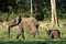 The African Forest Elephant, Loxodonta africana cyclotis, (forest dwelling elephant) of Congo Basin. At the Dzanga saline