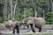 African Forest Elephants, Loxodonta africana cyclotis