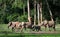 African Forest Elephants ( Loxodonta cyclotis).