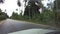 African forests with palms and green vegetation, view from driving car, Zanzibar