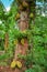 African fruits named Jackfruit scientific name Artocarpus heterophyllus Jackfruit hanging on jackfruit tree