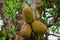 African fruits named Jackfruit scientific name Artocarpus heterophyllus Jackfruit hanging on jackfruit tree