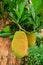 African fruits named Jackfruit scientific name Artocarpus heterophyllus Jackfruit hanging on jackfruit tree