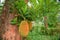 African fruits named Jackfruit scientific name Artocarpus heterophyllus Jackfruit hanging on jackfruit tree