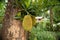 African fruits named Jackfruit scientific name Artocarpus heterophyllus Jackfruit hanging on jackfruit tree