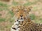 African Full faced leopard looking straight into camera,