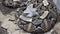 African Gaboon Viper, Bitis gabonica