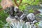 An African Garden sculpture at Singapore Gardens by the Bay Flower Dome