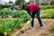 African gardener hoeing soil on vegetable garden