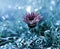 African Gazania Wildflower Cold Blue