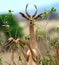 African gazelle gerenuk