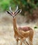 African gazelle gerenuk